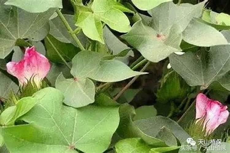 棉花缺硼很常见,棉花缺硼是什么症状？