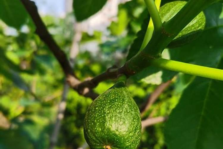 无花果树施肥施多了,叶子都掉了,该怎么补救？