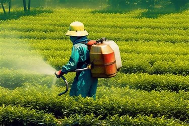 桔子开花期施什么肥好？