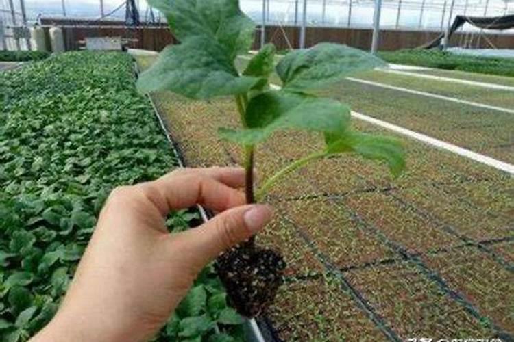 打叶面肥的最佳时间及温度