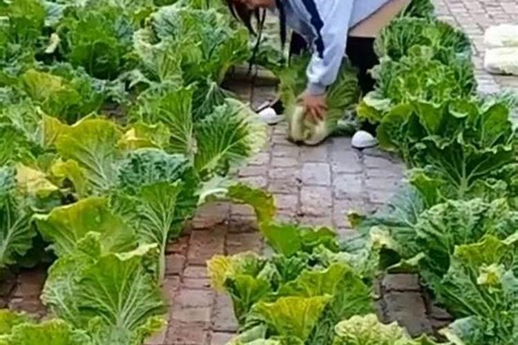 叶面肥早上打好还是下午打好
