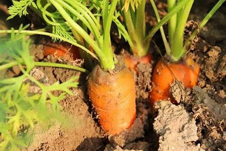 叶面肥早上打好还是下午打好