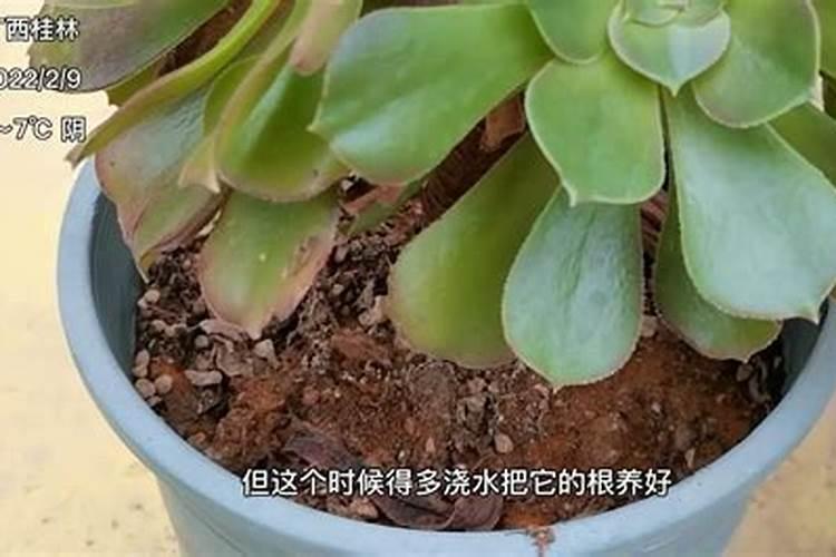 法师用什么肥料叶片又厚又肥