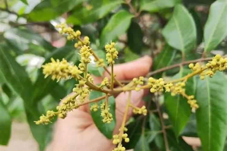 龙眼开花可以施肥吗