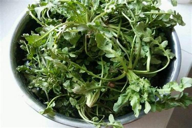 荠菜高产栽培小要点