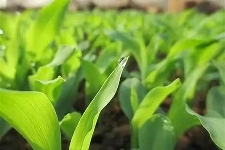 玉米种植追肥方法及最佳时间(玉米苗期施肥用什么肥好)