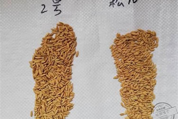 五常稻花香大米内部使用