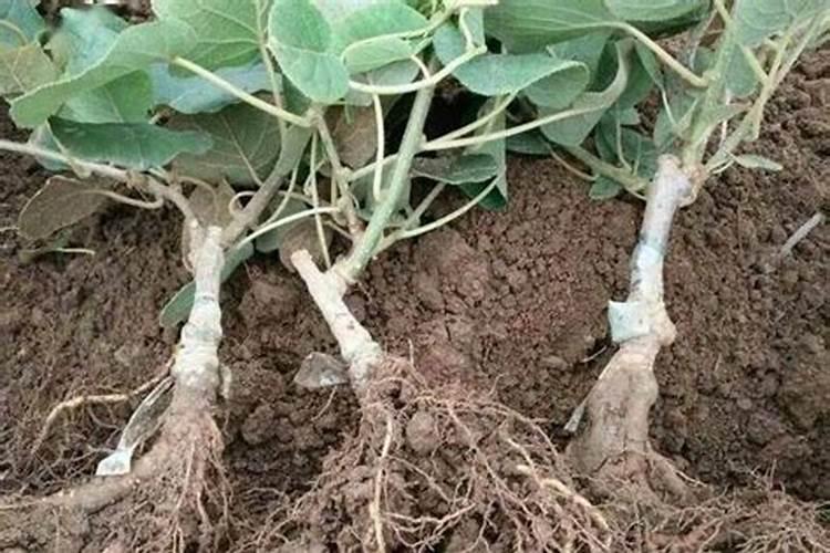 猕猴桃施肥用什么水溶肥？