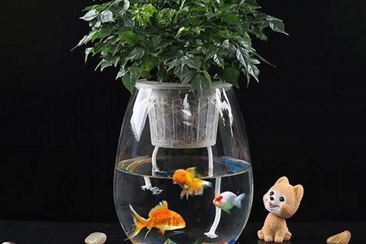 鱼蛋白肥料的功效与作用