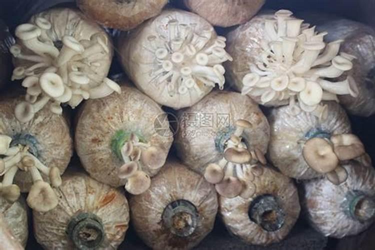 种植蘑菇都需要什么材料
