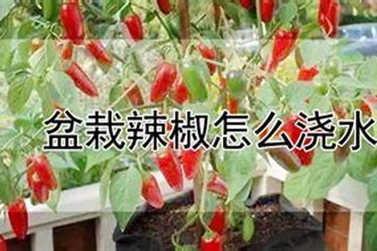 辣椒种植后几天可以施肥