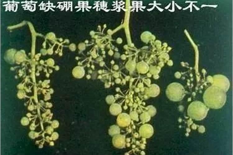 霸脲锰锌和钙肥,硼肥,苯醚甲环唑能混配吗？