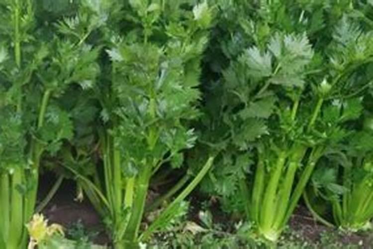 大棚种植西芹的技术是怎样的？产量如何？