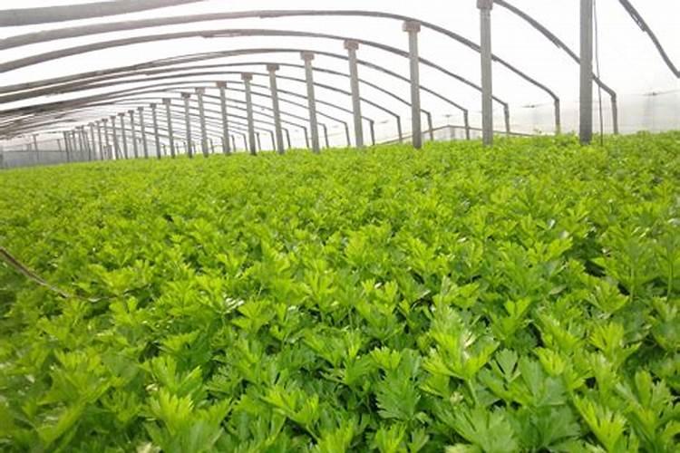 芹菜怎么种,种植技术,种植时间,怎么施肥,施什么肥