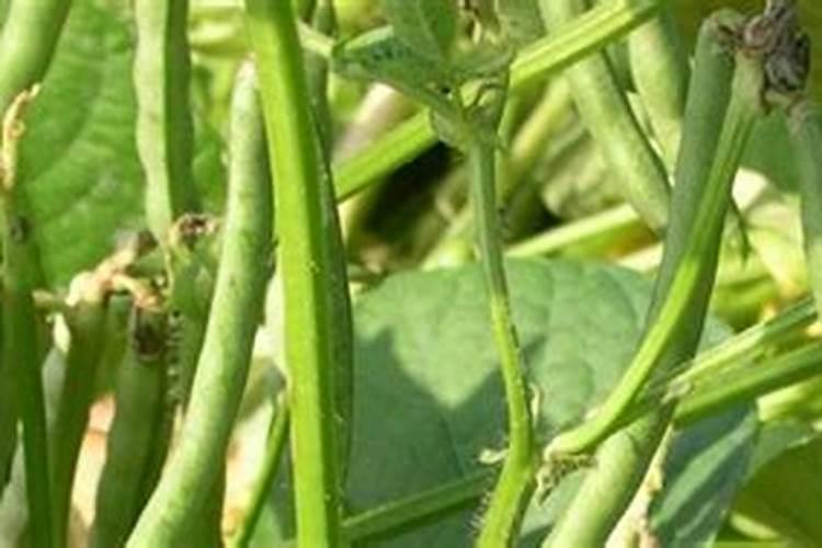 红豆杉怎么繁殖