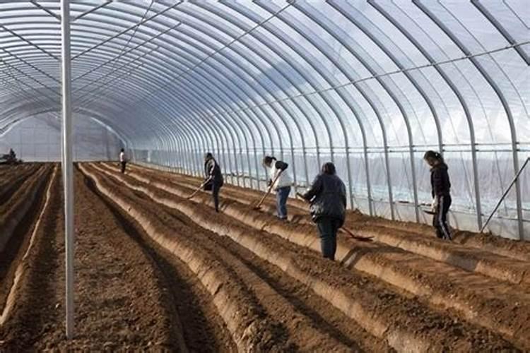 大棚西红柿定植后什么时候开始喷叶面肥？