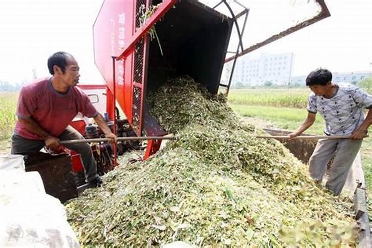 辣椒用什么叶面肥更高产