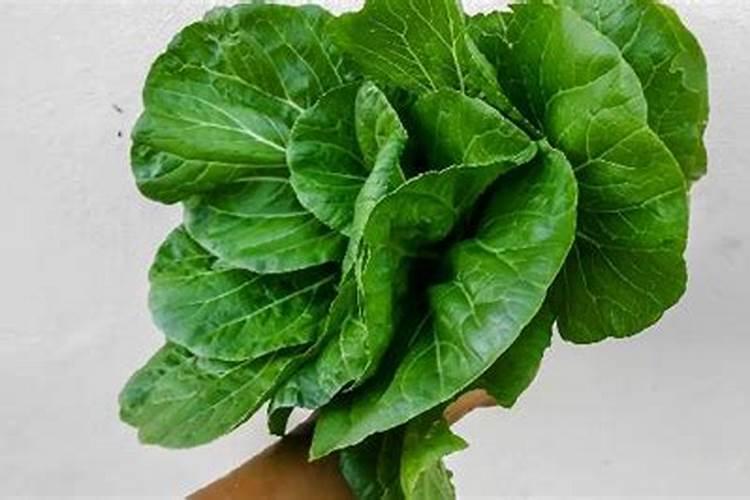 油菜施什么肥料最好