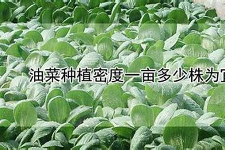 油菜上什么化肥最好