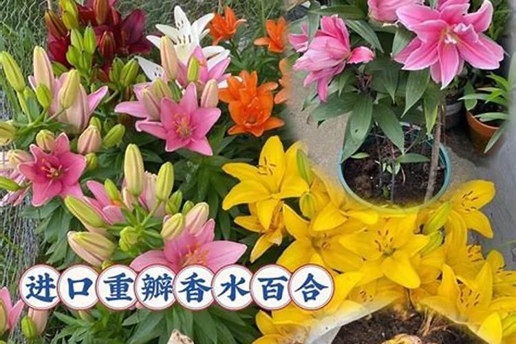 百合施什么肥