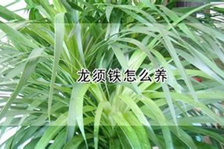 葡萄施肥的最佳时间 什么时候施肥好