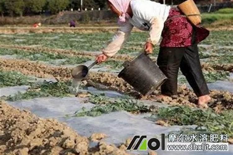 西瓜施什么肥最好