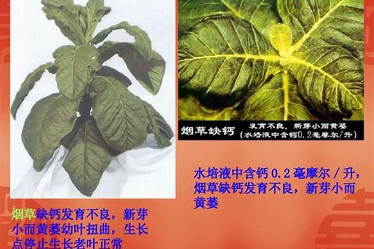 无花果结果变黑