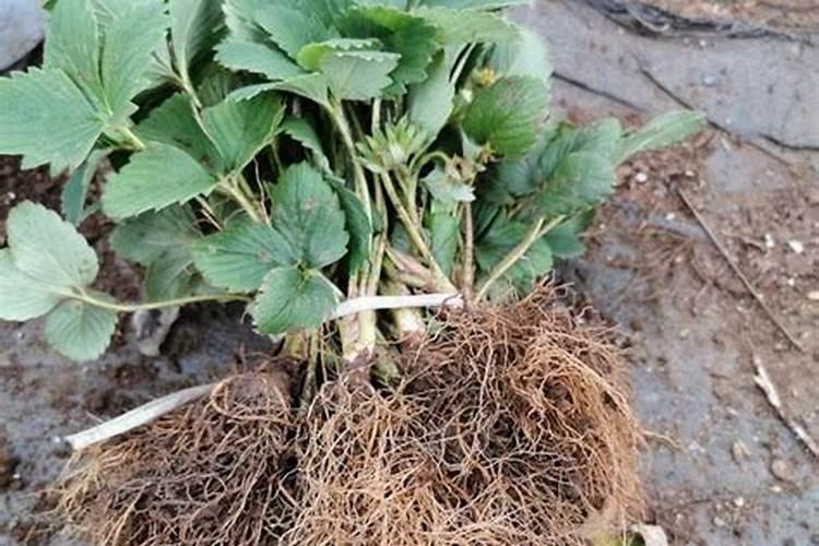 这个植物在缓苗,之前长的新叶子下部脱水发灰黄,它还活得了吗