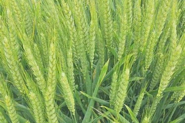 一包25公斤的石灰粉能刷几平米墙面