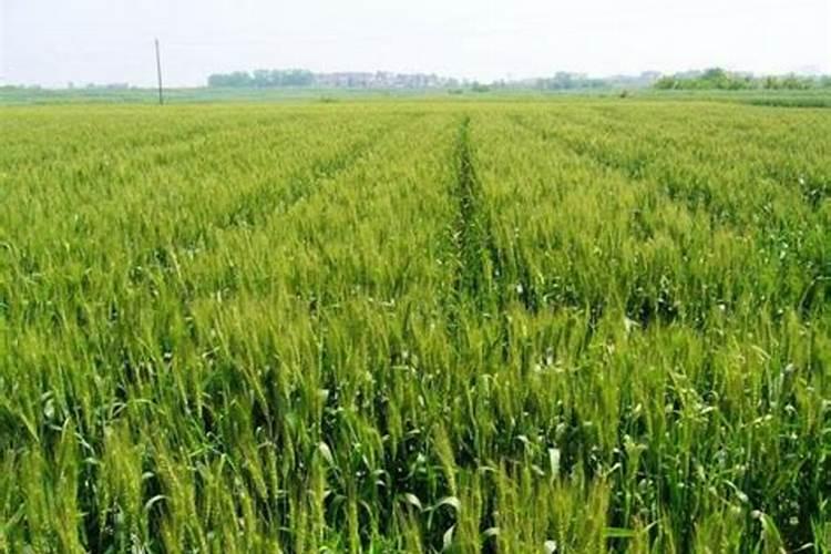 白菜施氮磷钾肥料哪个最好