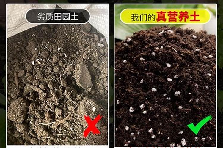 大盆发财树怎么浇水？