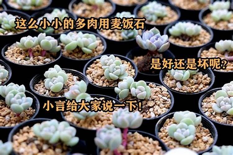 枇杷树什么时候施肥 枇杷树的施肥时间