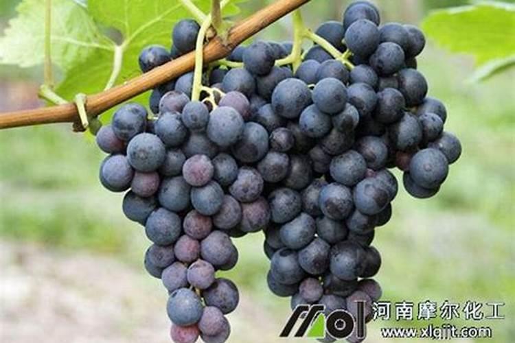 葡萄秋季喷施“糖醇钙镁肥”抗寒抗冻吗？