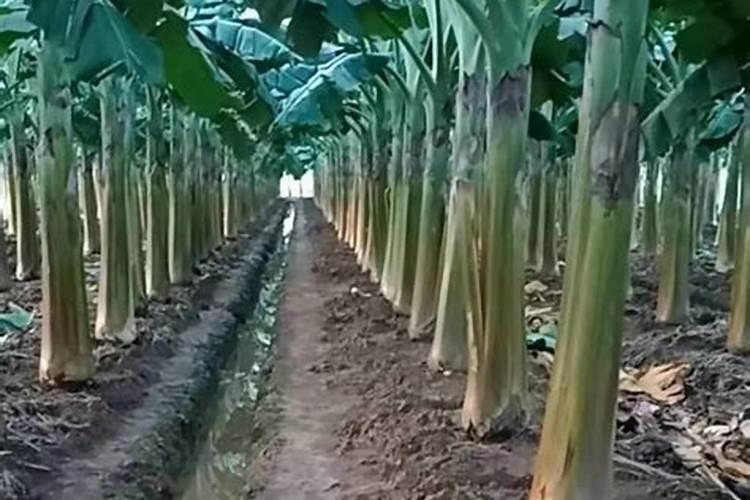 樱桃树种植施肥浇水有技巧 栽樱桃树时施什么肥好