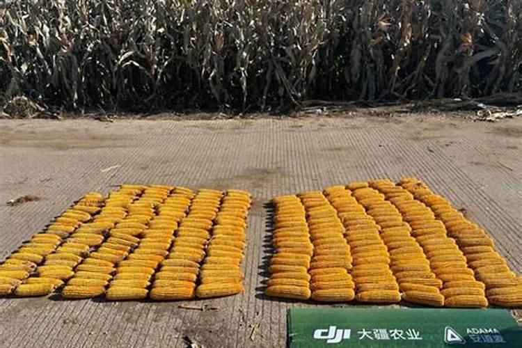 玉米长棒了施肥还管用吗？