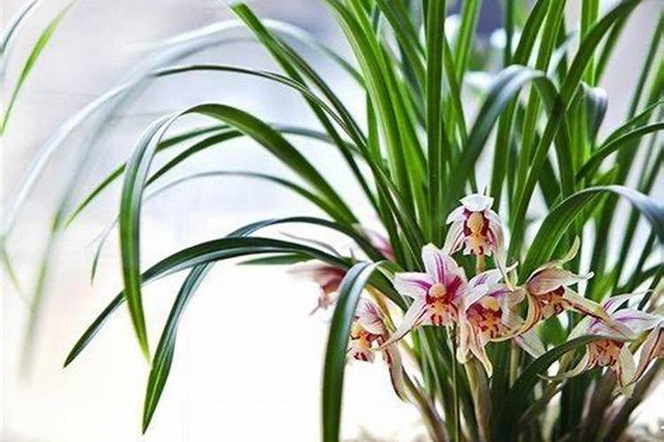 兰花开花后怎么养护
