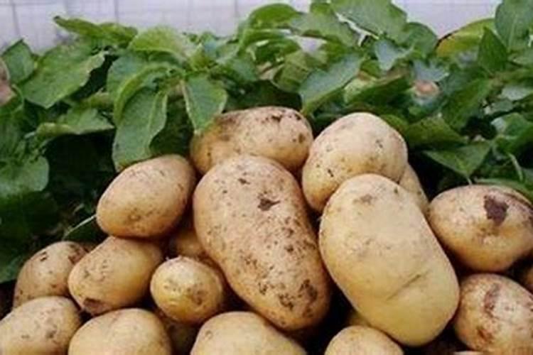 马铃薯应该怎么追肥？