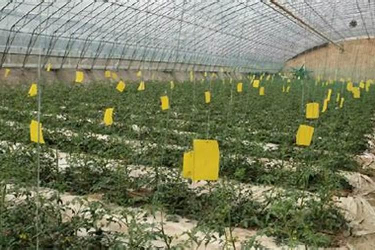雨水多一定要注意番茄缺硼,要如何快速补充硼肥呢？