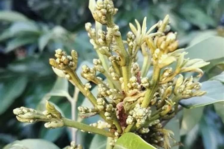 妃子笑荔枝花期如何管理更高产？