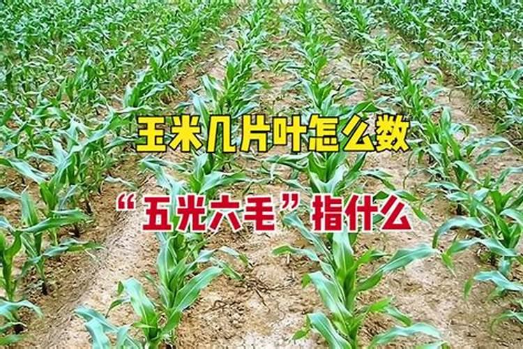 玉米打芸苔素最佳时间
