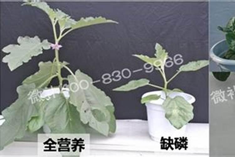 一颗植物用一把磷肥会死吗？