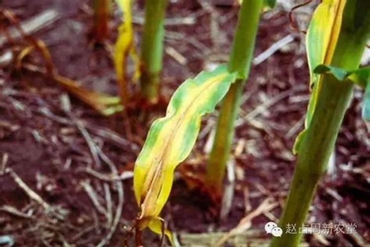 玉米连作会缺少哪种肥料元素？