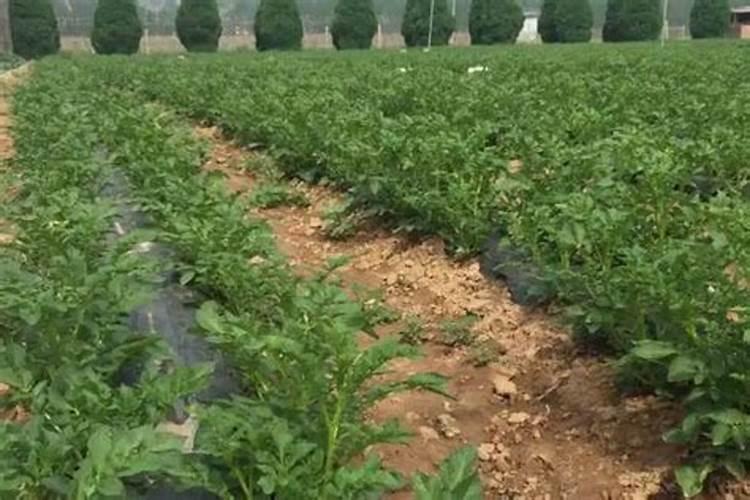 种植土豆用什么肥料好 种植土豆用的肥料