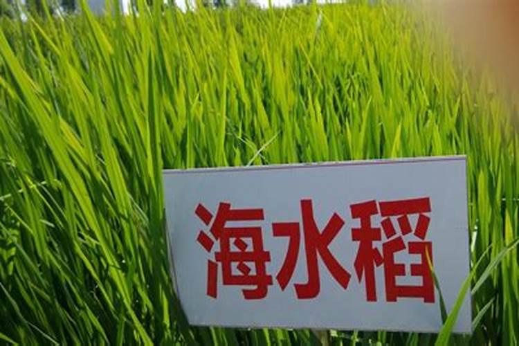 无人机喷大豆加五斤尿素多吗？