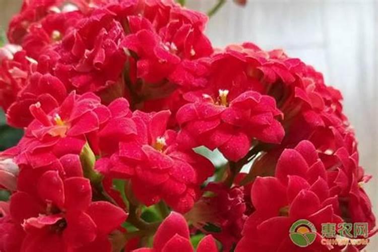 长寿花10月施什么肥 怎么呵护它