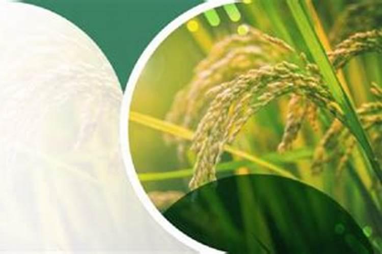 什么是鱼蛋白肥料,鱼蛋白肥料作用及使用方法