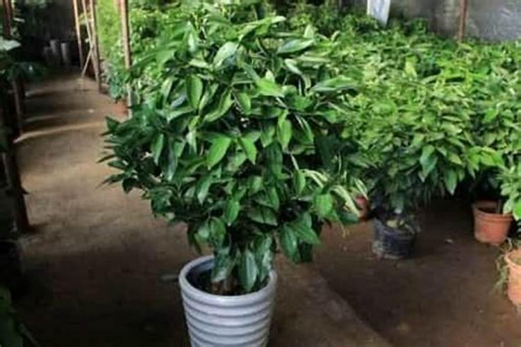 缓释肥是什么肥