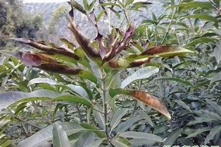 芒果花期喷什么叶面肥最好