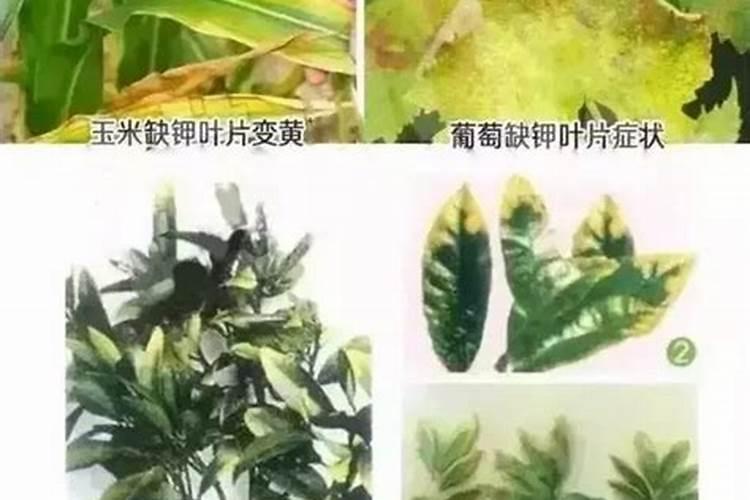 草缸里钾肥过多有什么影响呢？