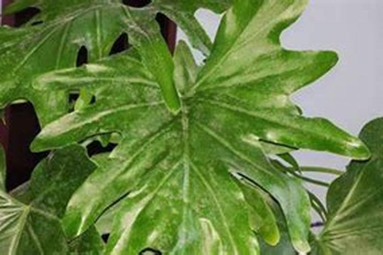 春羽叶子下垂怎么办